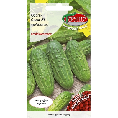 Ogórek Gruntowy Cezar F1 wczesny nasiona OTOCZKA